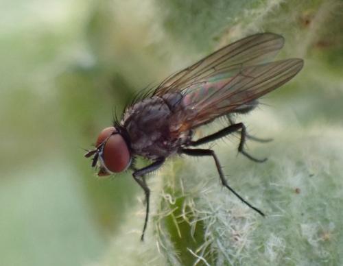 Réf. 326 371 : Delia sp.